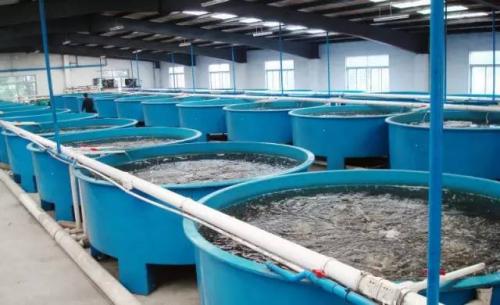 An Example of Ozone Use in Aquaculture